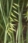 Common oat <BR>Oat